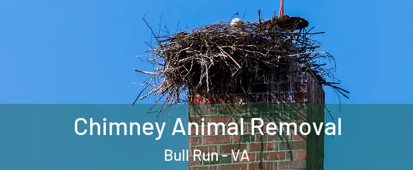 Chimney Animal Removal Bull Run - VA