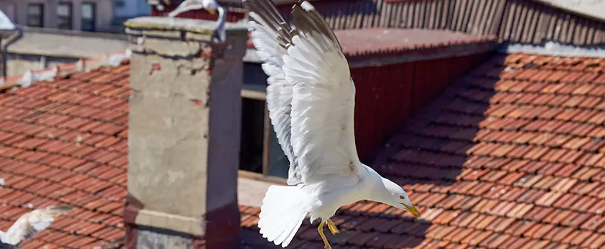 Residential Chimney Animal Removal Solution in Bull Run, VA