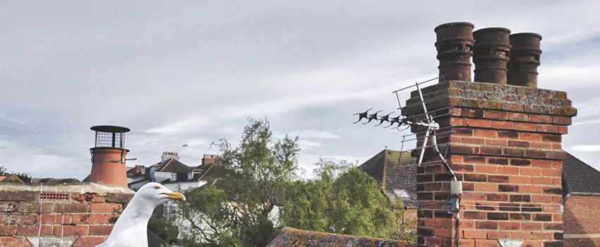 Chimney Cleaning And Restoration in Bull Run, Virginia